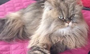 Puzzle 14086 - Jolly en pose