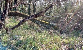 Puzzle 14130 - entrelacs d'arbres