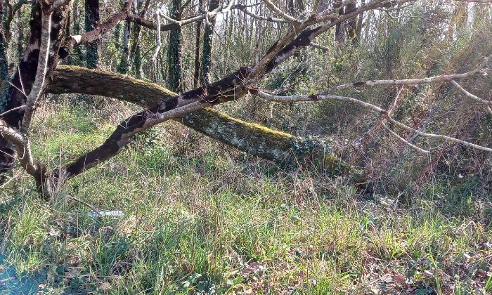 Puzzle entrelacs d'arbres - Paysages & Fleurs - Absolu Puzzle