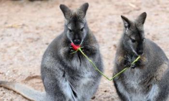 Puzzle 14038 - Saint-Valentin gastronomique