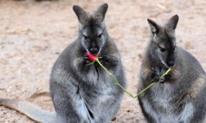 Cliquez pour agrandir la photo Puzzle Saint-Valentin gastronomique - Animaux - Absolu Puzzle