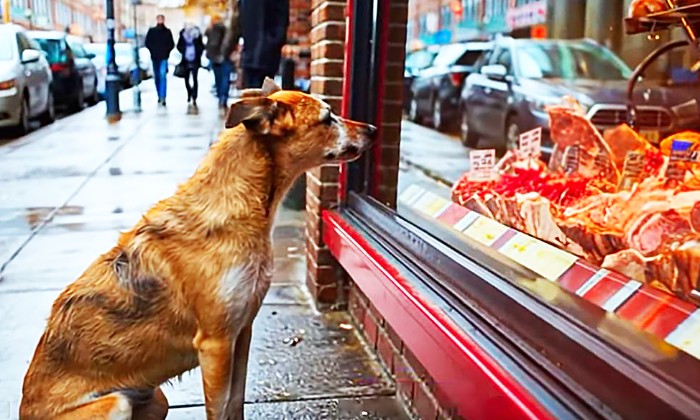 Puzzle il attend l'ouverture - Animaux - Absolu Puzzle