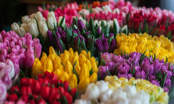 Puzzle Tulipes