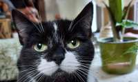 Puzzle Bonne tête de chat
