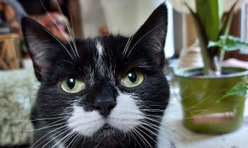 Puzzle 12239 - Bonne tête de chat