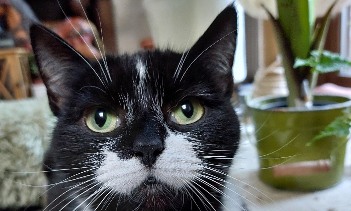 Puzzle Bonne tête de chat