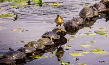 Puzzle 13116 - Pratique ce pont de tortues