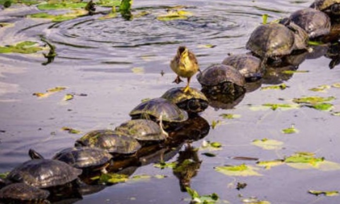 Puzzle Pratique ce pont de tortues