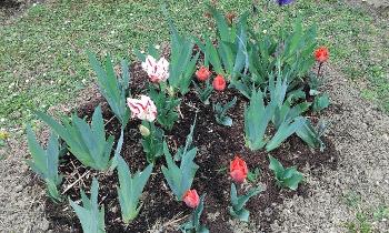 Puzzle 14090 - Fleur de printemps