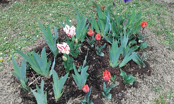 Puzzle Fleur de printemps - Paysages & Fleurs - Absolu Puzzle