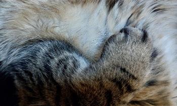 12509 | Fourrure du chat - 