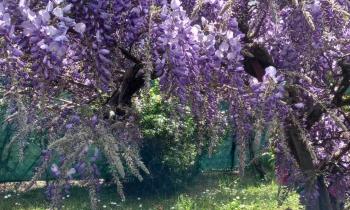 Puzzle 13398 - ma glycine en fleurs