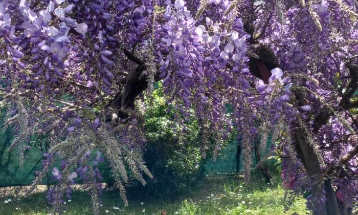 Puzzle ma glycine en fleurs