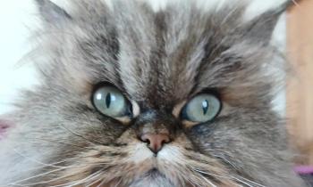 Puzzle 14319 - ma petite princesse  Jolly