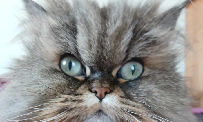 Puzzle ma petite princesse  Jolly - Animaux - Absolu Puzzle