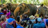 Puzzle Orphelinat pour pachydermes