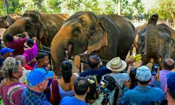 13978 | Orphelinat pour pachydermes - Bananes, ananas, melons et concombres étaient au menu du festin organisé pour les 68 éléphants du principal orphelinat pour pachydermes du Sri Lanka qui a fêté dimanche son 50e anniversaire. Premier centre de soins pour pachydermes abandonnés créée au monde, selon les autorités, il est très prisé des touristes. Ils ont été conviés à cette occasion à partager des desserts locaux avec quelques représentants des autorités tout en regardant quatre générations d'éléphants nés en captivité folâtrer  dans la rivière Maha Oya.