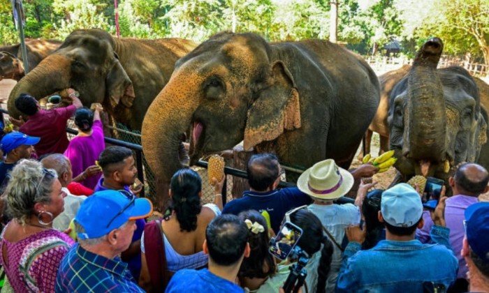 Puzzle Orphelinat pour pachydermes - Animaux - Absolu Puzzle