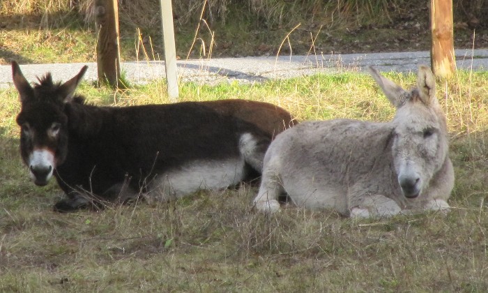 Puzzle Dérangés en pleine sieste - Animaux - Absolu Puzzle