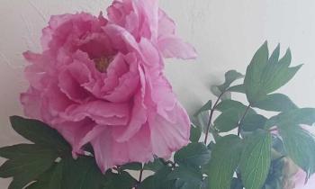 Puzzle 13495 - trop belle pivoine