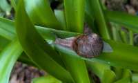 Puzzle Ambroise parmi les agapanthes