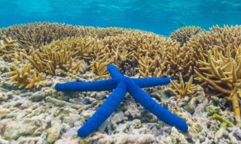 Puzzle 12887 - Etoile de mer bleue
