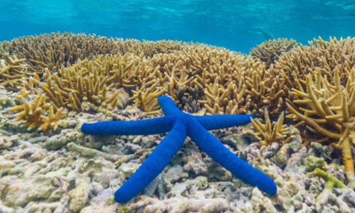 Puzzle Etoile de mer bleue