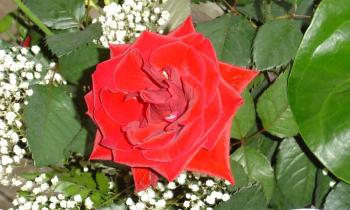 Puzzle 12769 - Rose en gros plan