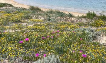 Puzzle 14374 - plage corse en avril