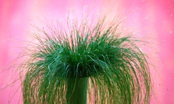 Puzzle 12953 - Herbe décorative