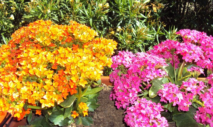Puzzle Kalanchoés