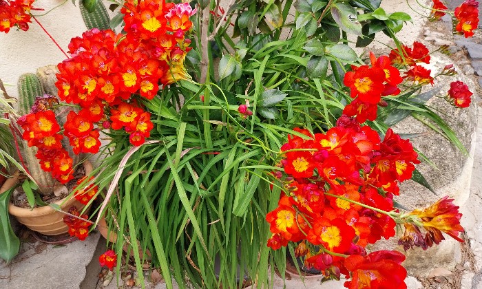 Puzzle Vases fleuris