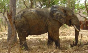 Puzzle 12662 - Eléphant