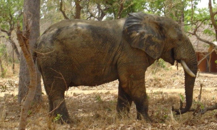 Puzzle Eléphant