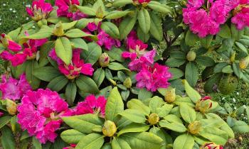 Puzzle 12886 - Rhododendron en fleurs