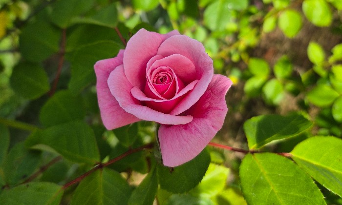 Puzzle Rose du jardin