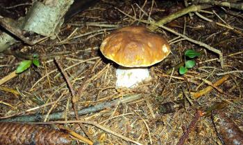 Puzzle 14219 - Joli cèpe