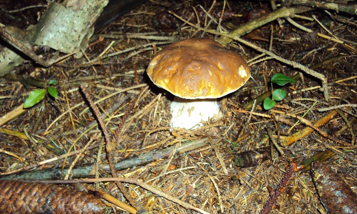 Puzzle Joli cèpe - Divers - Absolu Puzzle