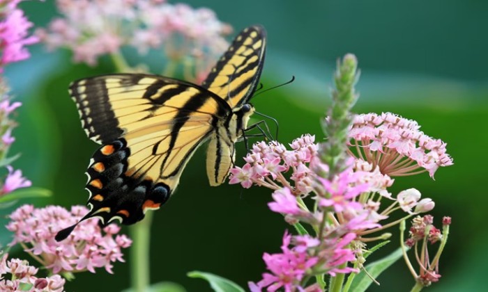 Cliquez pour agrandir la photo Puzzle Papillon tigré du Canada - Animaux - Absolu Puzzle
