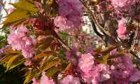 Puzzle arbuste fleurs roses
