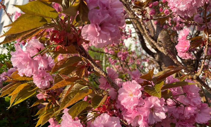 Puzzle arbuste fleurs roses