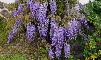 Puzzle 12988 - ma glycine en pleine floraison