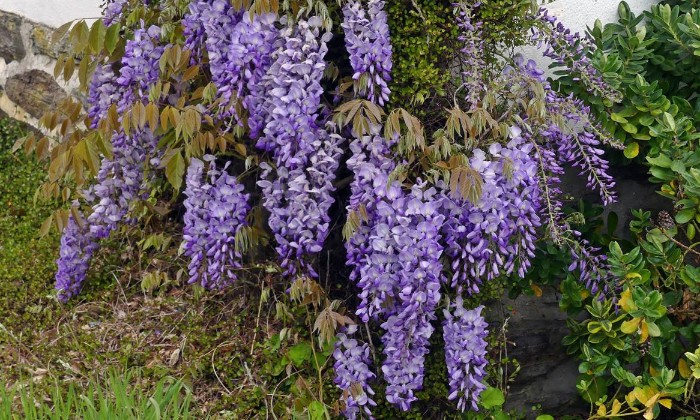 Puzzle ma glycine en pleine floraison