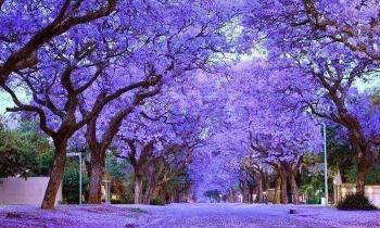 Puzzle 14927 - Jacarandas
