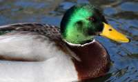 Puzzle canard colvert