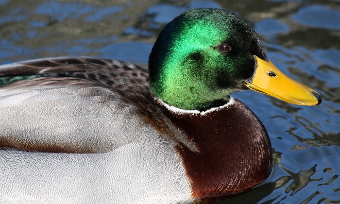 Puzzle canard colvert - Animaux - Absolu Puzzle