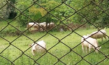 Puzzle 13543 - Vaches