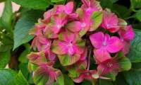 Puzzle Hortensia