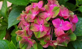 Puzzle 13950 - Hortensia