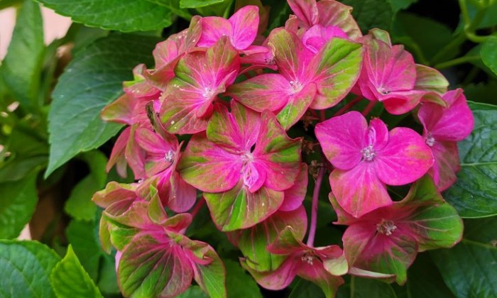 Puzzle Hortensia - Paysages & Fleurs - Absolu Puzzle